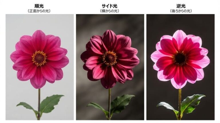 同じ一輪の花を「順光（平面的）」「サイド光（立体感）」「逆光（透け感・鮮やか）」という3つの光の向きで撮影し、印象の違いを比較した解説画像。